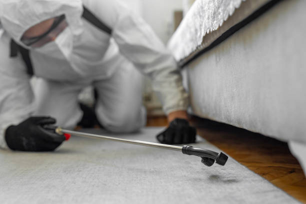 Professional Bed Bug Control technician working in Las Quintas Fronterizas, TX